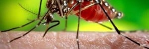 mosquito virus zika